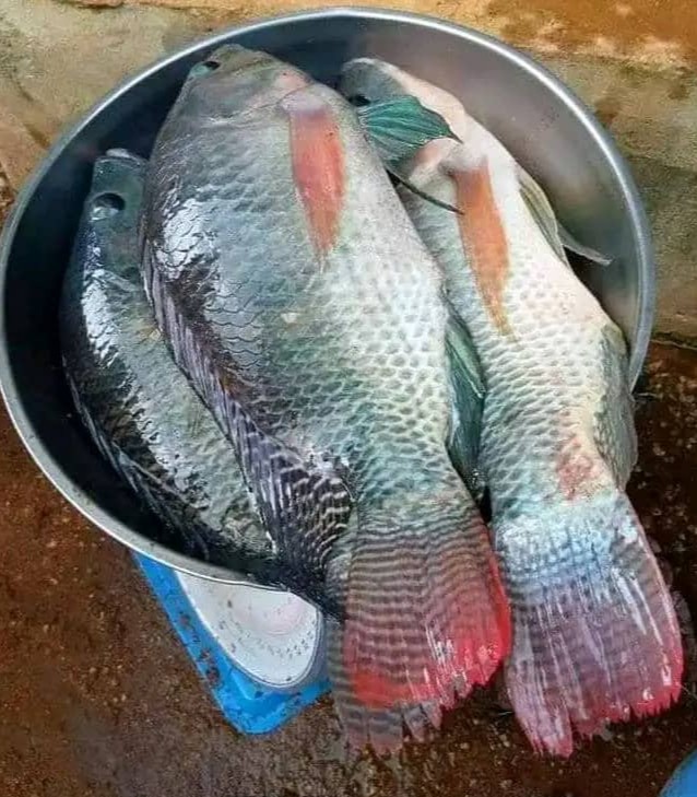 whatsapp image 2026 01 07 at 15.50.57 whatsapp image 2026 01 07 at 15.50.57